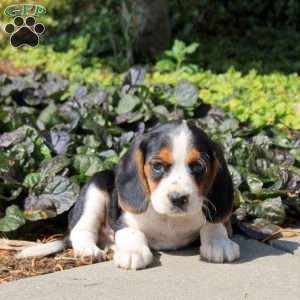 Mack, Beaglier Puppy