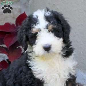 Mack, Mini Bernedoodle Puppy
