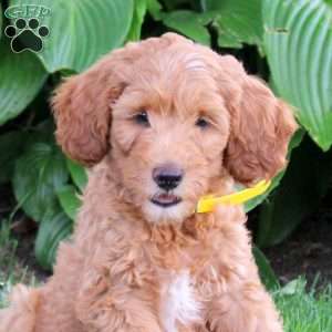 Mack, Cockapoo Puppy