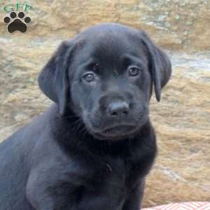 Mack, Black Labrador Retriever Puppy
