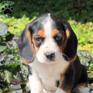Mack, Beaglier Puppy