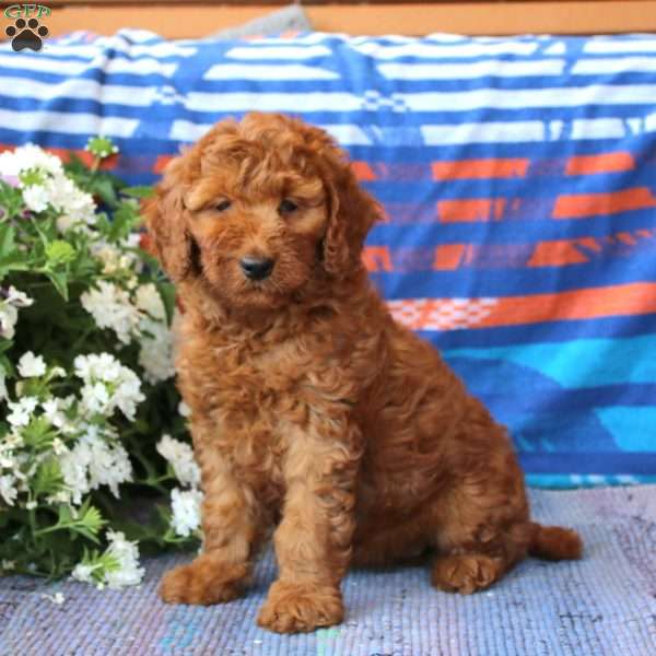 Macy, Mini Goldendoodle Puppy