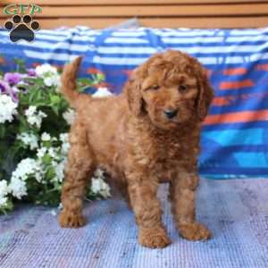 Macy, Mini Goldendoodle Puppy