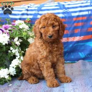 Macy, Mini Goldendoodle Puppy