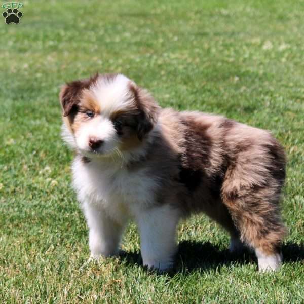 Maddie, Australian Shepherd Puppy