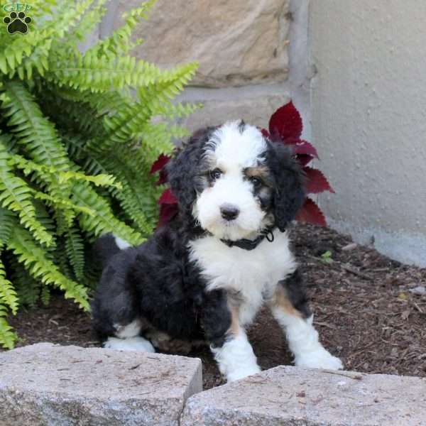 Maddie, Mini Bernedoodle Puppy