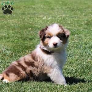 Maddie, Australian Shepherd Puppy
