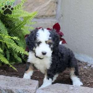 Maddie, Mini Bernedoodle Puppy