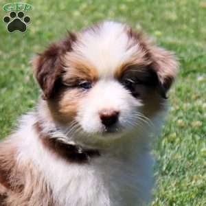 Maddie, Australian Shepherd Puppy