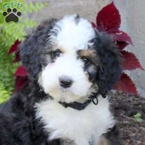 Maddie, Mini Bernedoodle Puppy