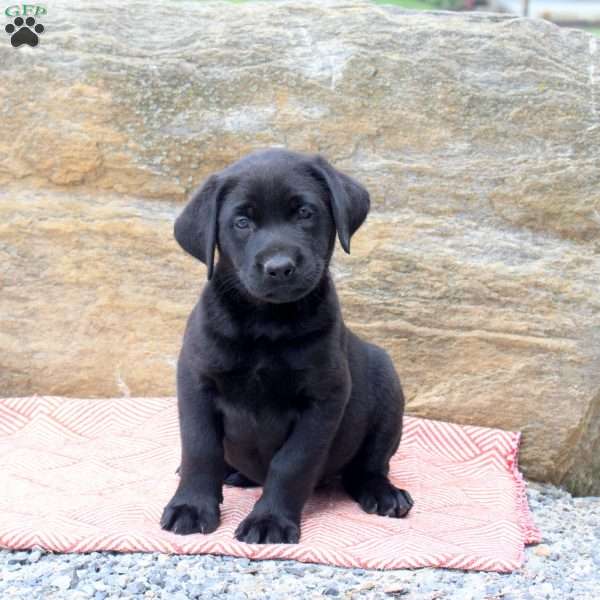 Maddison, Black Labrador Retriever Puppy
