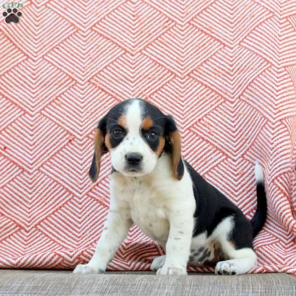 Maddison, Beaglier Puppy