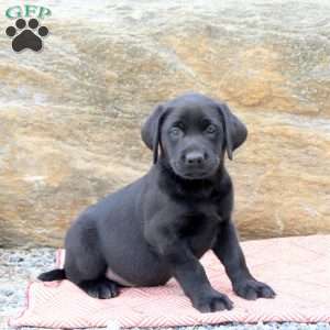 Maddison, Black Labrador Retriever Puppy