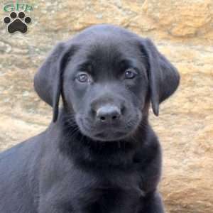 Maddison, Black Labrador Retriever Puppy