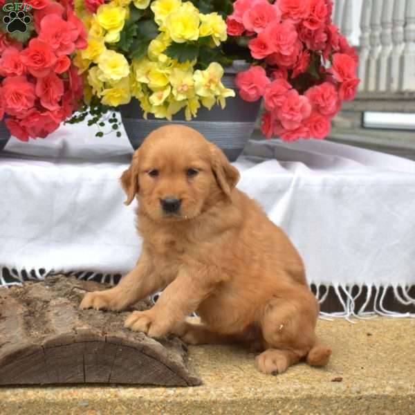 Madison, Golden Retriever Puppy