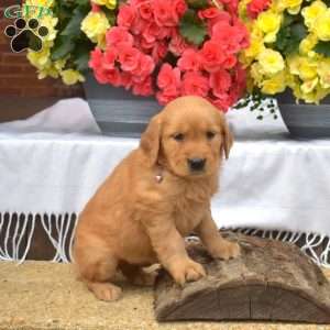 Madison, Golden Retriever Puppy