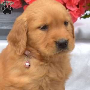 Madison, Golden Retriever Puppy