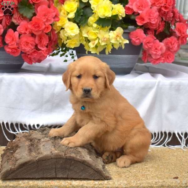Maggie, Golden Retriever Puppy