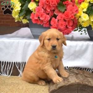 Maggie, Golden Retriever Puppy