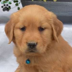Maggie, Golden Retriever Puppy