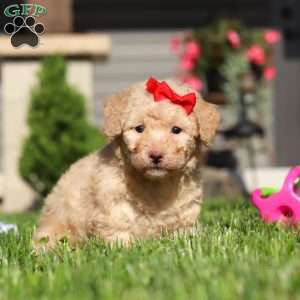 Maisie, Bich-Poo Puppy