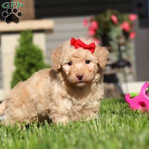 Maisie, Bich-Poo Puppy