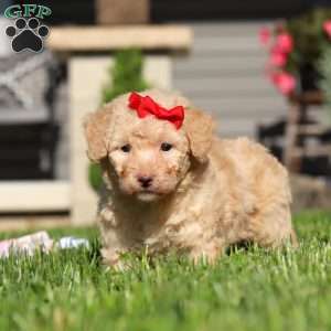 Maisie, Bich-Poo Puppy