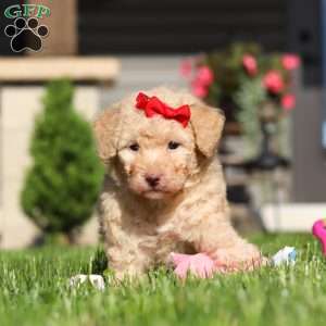 Maisie, Bich-Poo Puppy