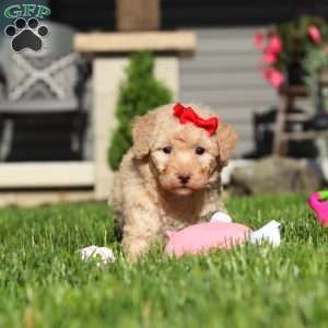 Maisie, Bich-Poo Puppy