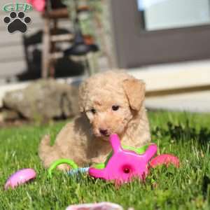 Maisie, Bich-Poo Puppy