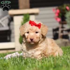 Maisie, Bich-Poo Puppy