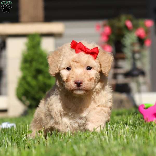 Maisie, Bich-Poo Puppy