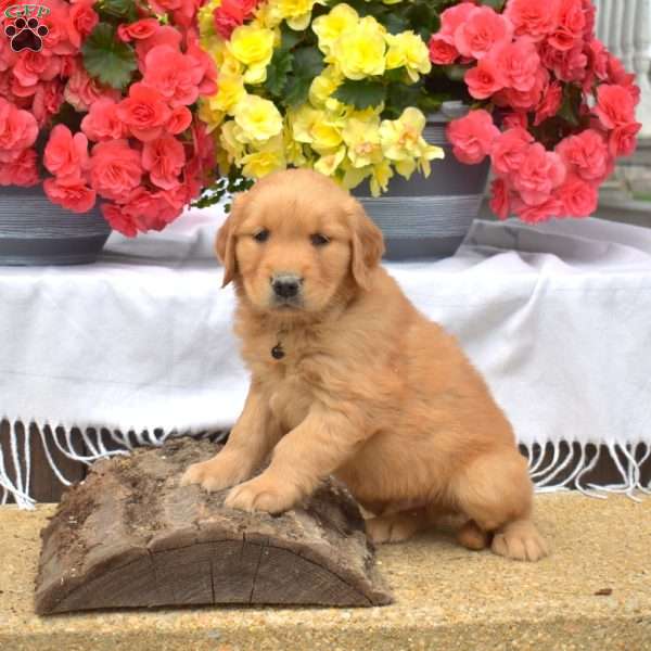 Major, Golden Retriever Puppy