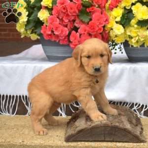 Major, Golden Retriever Puppy