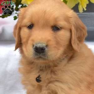 Major, Golden Retriever Puppy