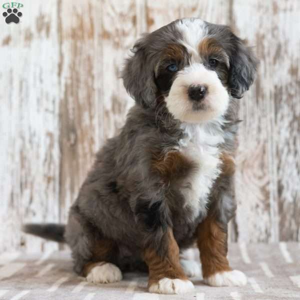 Makayla, Mini Bernedoodle Puppy