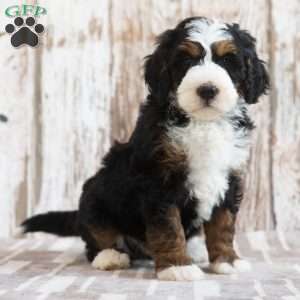 Malachi, Mini Bernedoodle Puppy