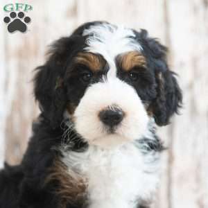 Malachi, Mini Bernedoodle Puppy
