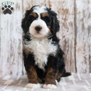 Malachi, Mini Bernedoodle Puppy