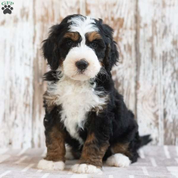 Malachi, Mini Bernedoodle Puppy