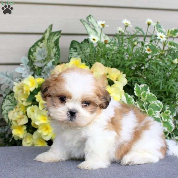 Malt, Teddy Bear Puppy