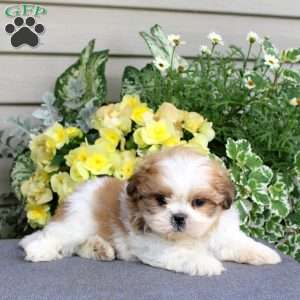 Malt, Teddy Bear Puppy