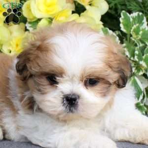 Malt, Teddy Bear Puppy