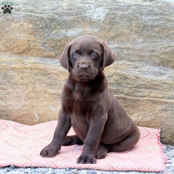 Mango, Chocolate Labrador Retriever Puppy