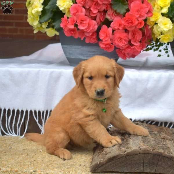 Mango, Golden Retriever Puppy