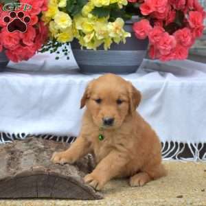 Mango, Golden Retriever Puppy