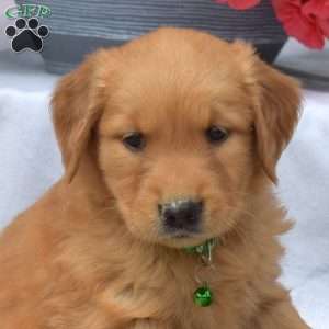 Mango, Golden Retriever Puppy