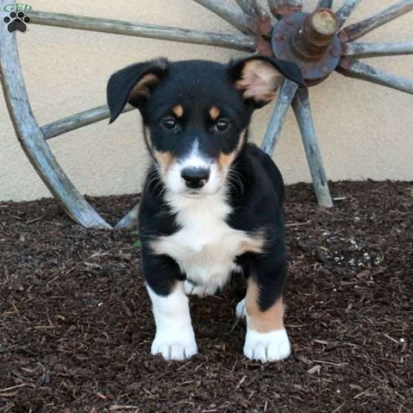 Marble, Miniature Australian Shepherd Mix Puppy