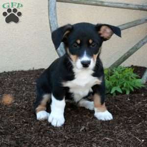 Marble, Miniature Australian Shepherd Mix Puppy