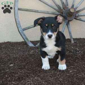Marble, Miniature Australian Shepherd Mix Puppy